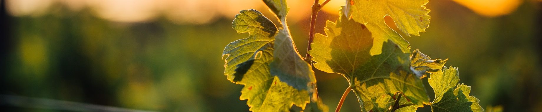 Weingut am Stettener Stein im Sonnenuntergang